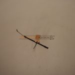 KABEL BUDDYSLOT PEUGEOT VIVACITY A